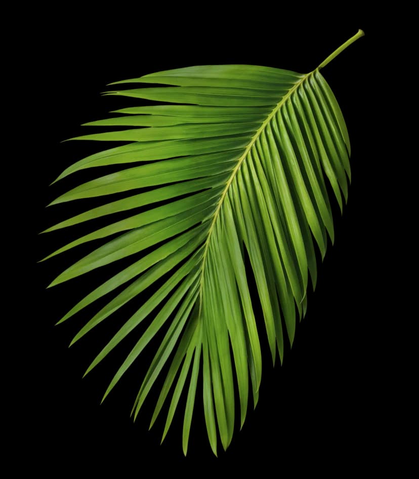 Leaf Image
